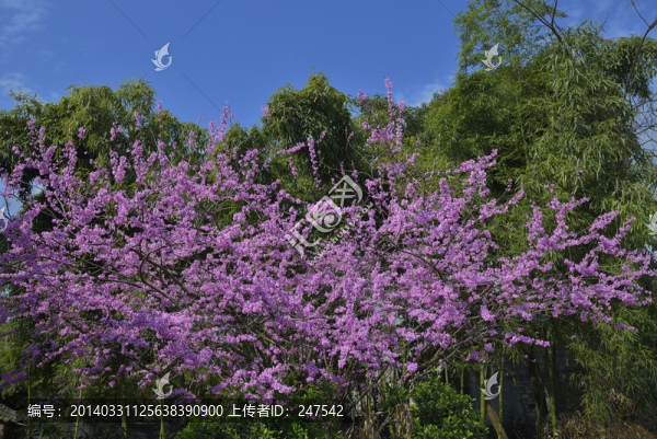 紫荊花,紫色花,綠葉,花蕾