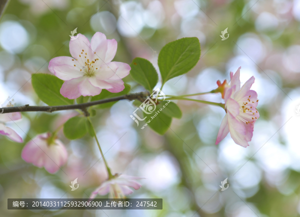 海棠,海棠花,花展,花草,生物