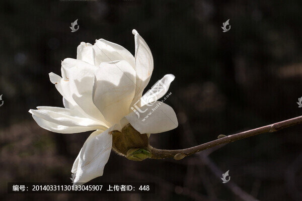 玉蘭花