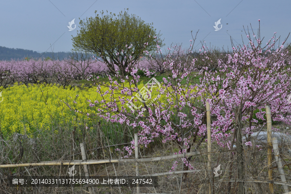 春色滿園