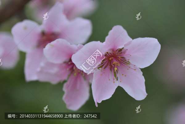 桃花,盛開,春天,粉紅,艷麗