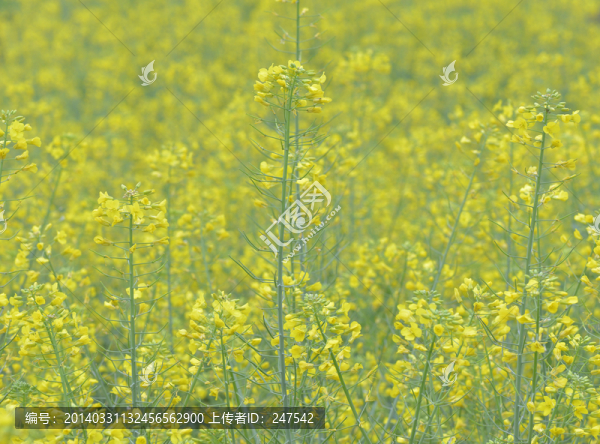 油菜花