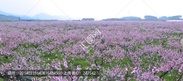 桃花園,桃花源,桃花,花,粉色