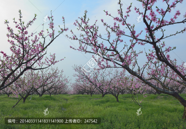 桃花園,桃花源,桃花,花,粉色