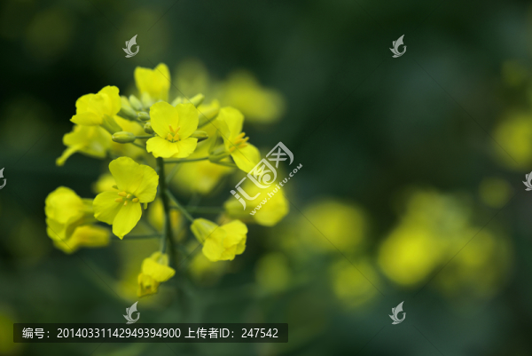 油菜花