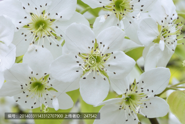 梨花
