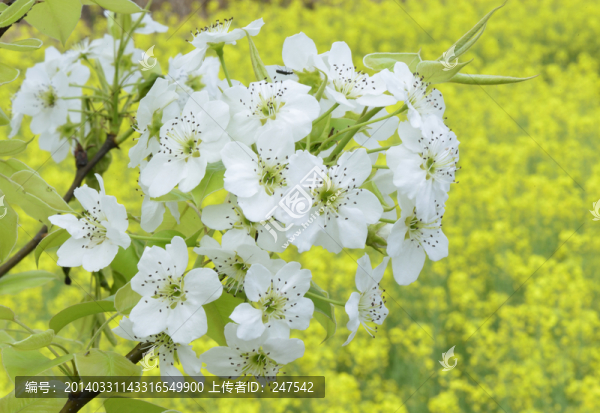 梨花,梨樹,花,水果基地,田園