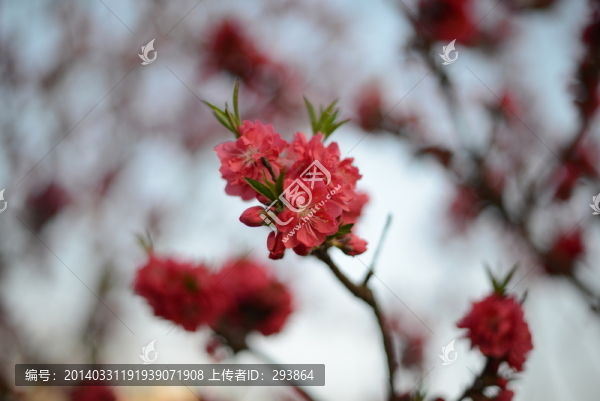 桃花