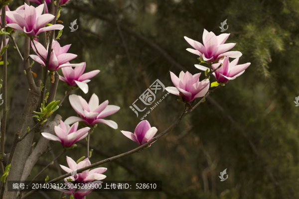 紫玉蘭