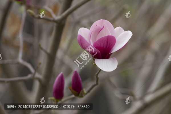 紫玉蘭