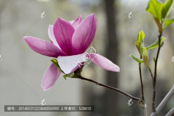 紫玉蘭