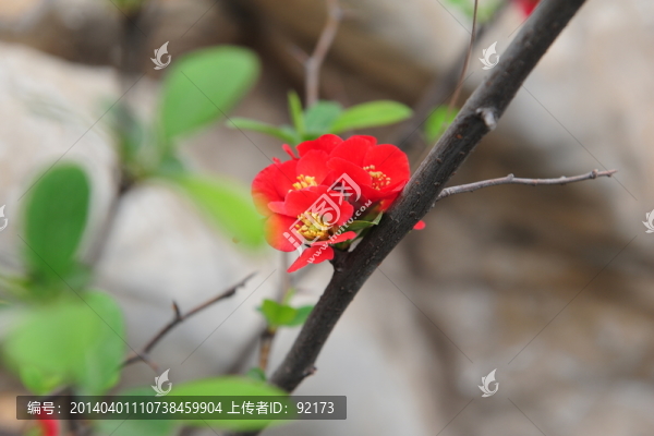 紅色海棠