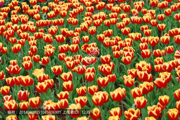 郁金香花