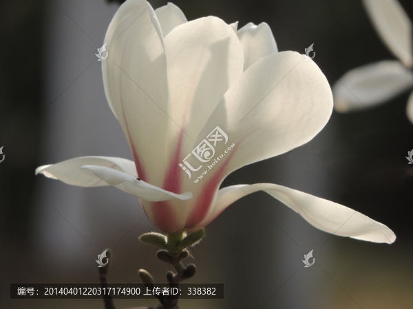 蘭花