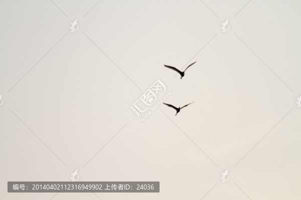 飛鳥,白鷺