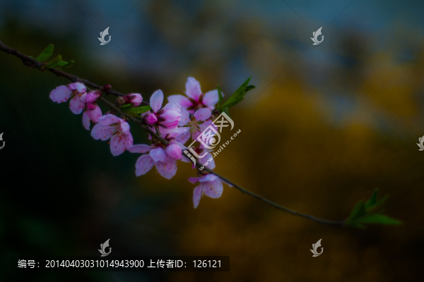 桃花