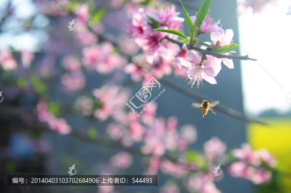 桃花蜜蜂