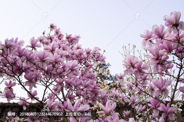 玉蘭花