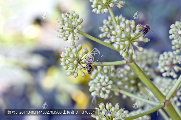 植物,特寫,戶外,花卉,休閑