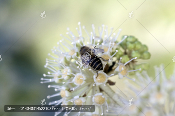 植物,蜜蜂,特寫(xiě),戶外,花卉