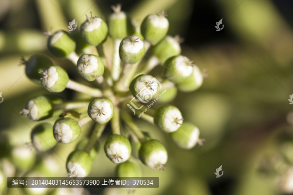 植物,特寫,戶外,花卉,休閑