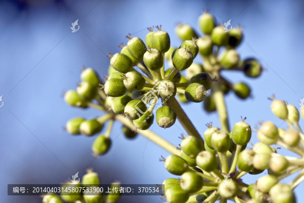 植物,特寫,戶外,花卉,休閑