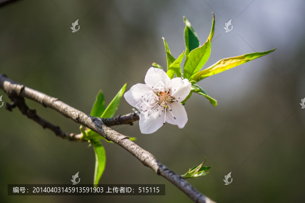 一朵盛開的桃花