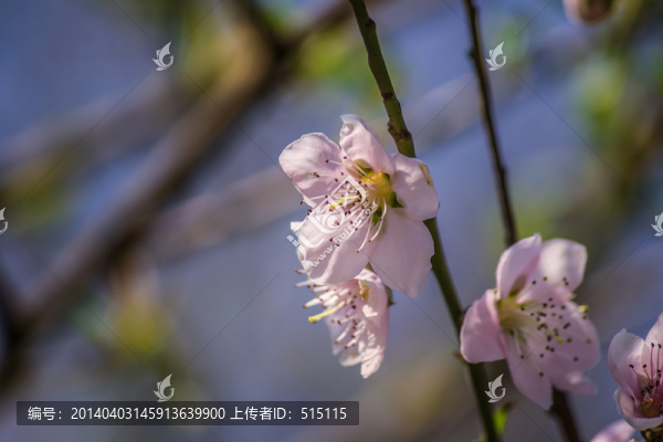 盛開的桃花