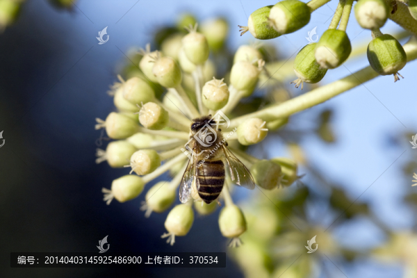 植物,蜜蜂,特寫,戶外,花卉