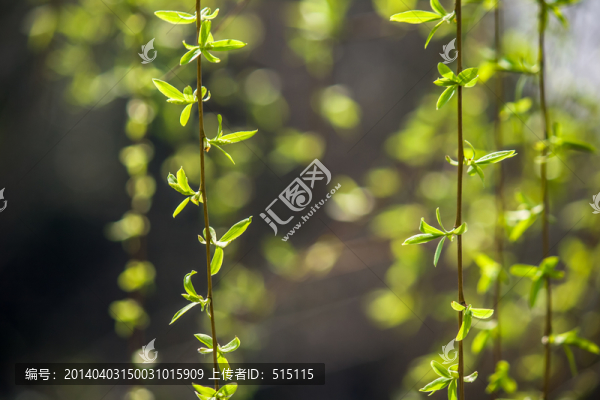 陽光下發(fā)芽的柳條