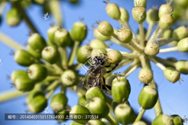 植物,蜜蜂,特寫,戶外,花卉