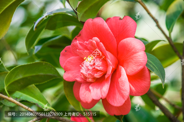 大紅色的山茶花