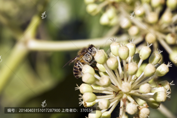 植物,蜜蜂,特寫,戶外,花卉