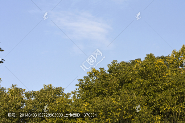 上海,浦東,休閑場(chǎng)所,世紀(jì)公園