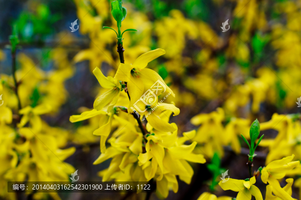 連翹花
