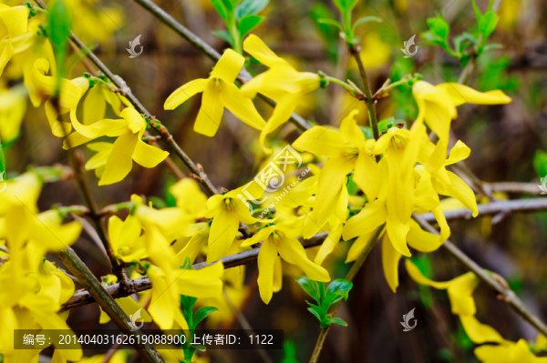 連翹花
