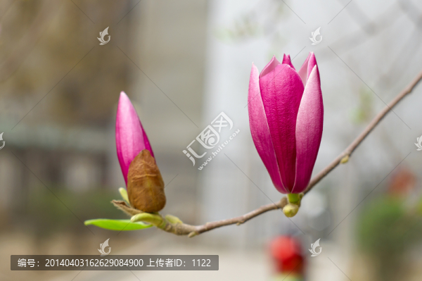 玉蘭花