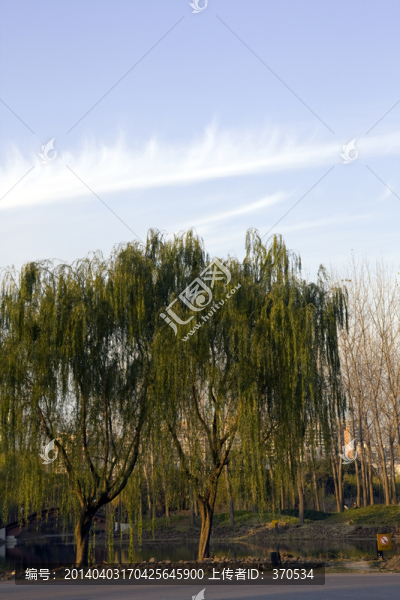 上海,浦東,世紀公園,休閑場所