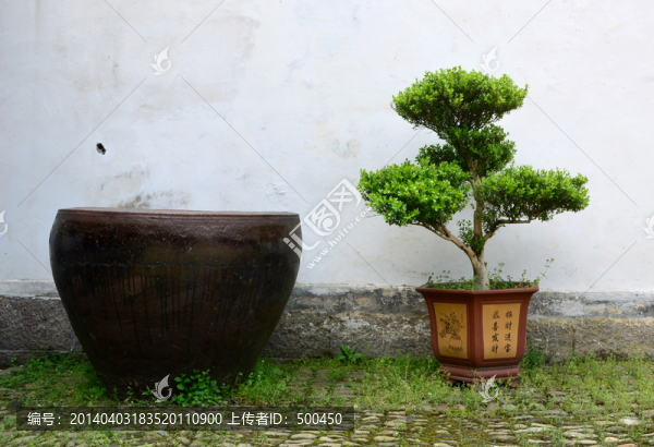 盆栽