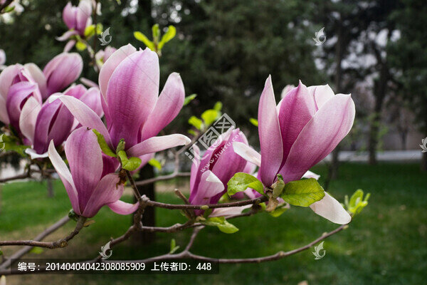 玉蘭花