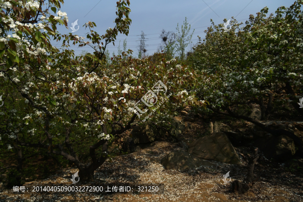梨園