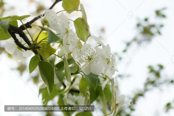 梨花