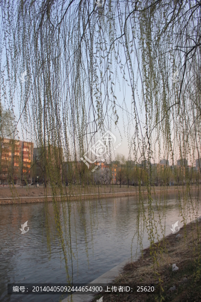 柳樹枝