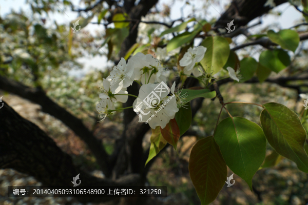 梨花