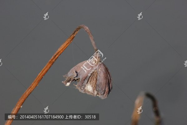 枯萎的蓮蓬