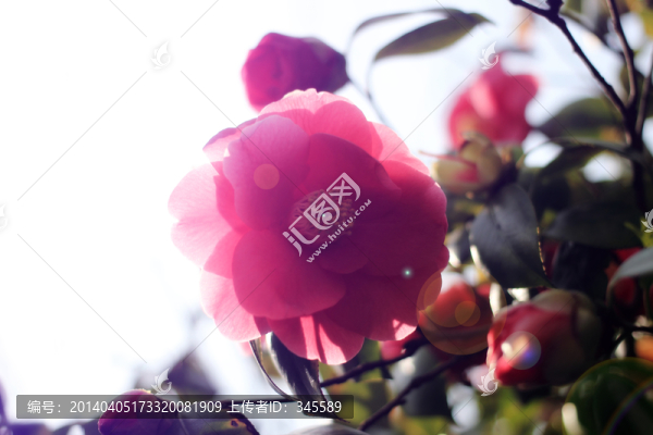 茶花