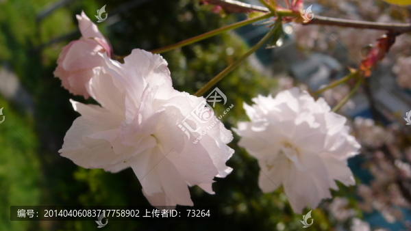 櫻花