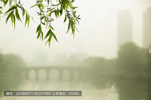 垂柳