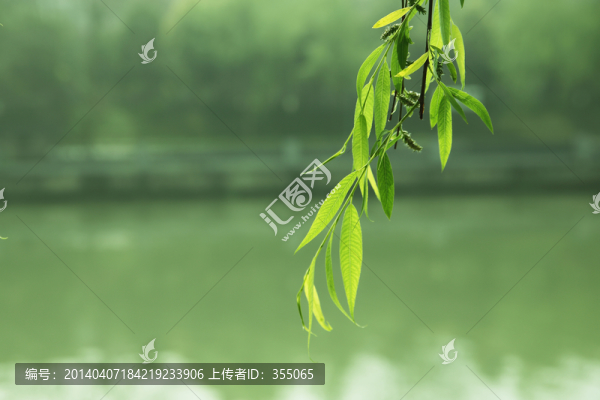 垂柳