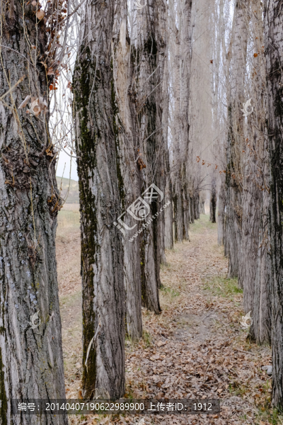 樹林